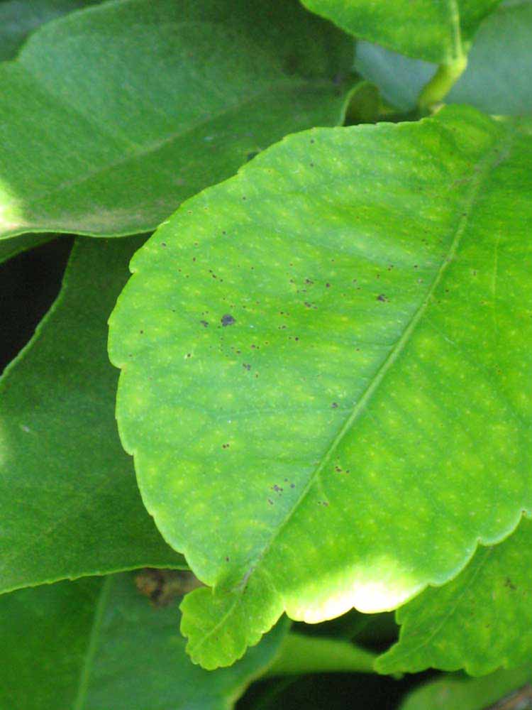              Margin (Riverside, CA)       